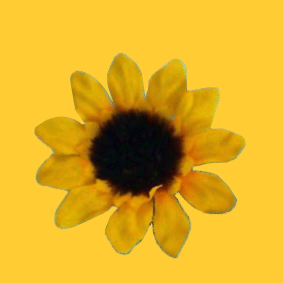 girasol